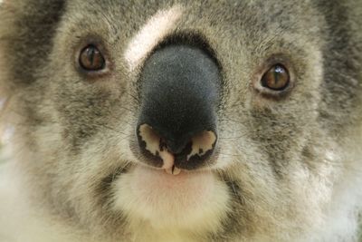 Advanced Telemetry Systems wildlife radio transmitters koala