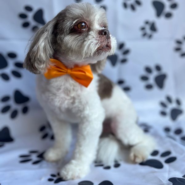 Doggy Styles Grooming Parlor by Ameenah Baaree your go-to destination for top-notch pet grooming s