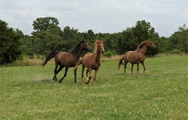 Pasture boarding, letting horses be horses