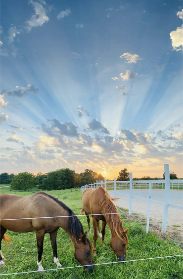 Happy horses on green grass