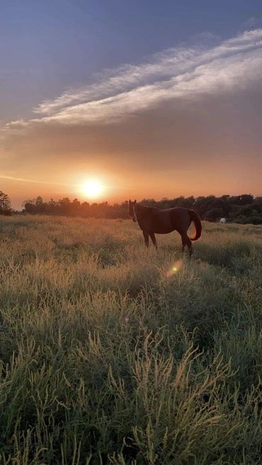 Horse pasture boarding