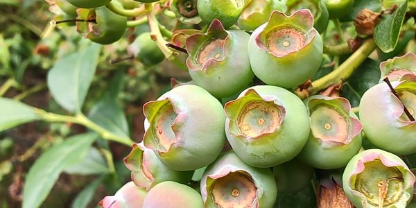 Maturing Blueberries