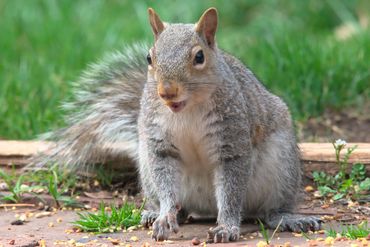 Don't mind me, totally a pigeon! Great food btw *consumes*