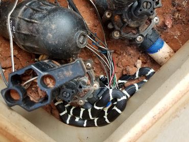 King snake in irrigation box
Reliable Pest Control Solutions
management solution, relocated this ki