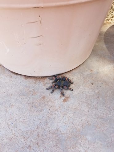 This tarantula is affected by Reliable Pest Control Solutions management programs