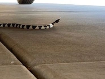 King snake under a vehicle
Reliable Pest Control Solutions
super photo