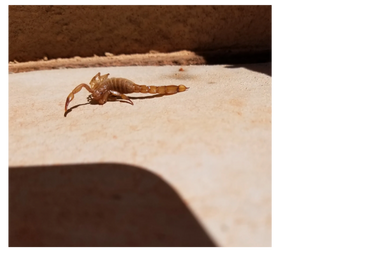 dead scorpions result from good pest control solutions, management and practices.