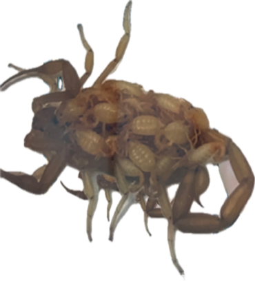 Arizona bark scorpion female with babies found on a home exterior wall in Washington County
Reliabl