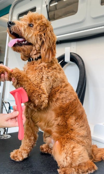 Happy dog getting its paw held during grooming.