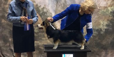 AKC Champion..."Eclipse" Cattal's Midnight Sun  sired by Romeo. Co-Owned with Janice Cama.