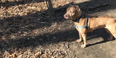 Wiggles, Miriam's dog, a light brown pit-mix, standing in the woods.