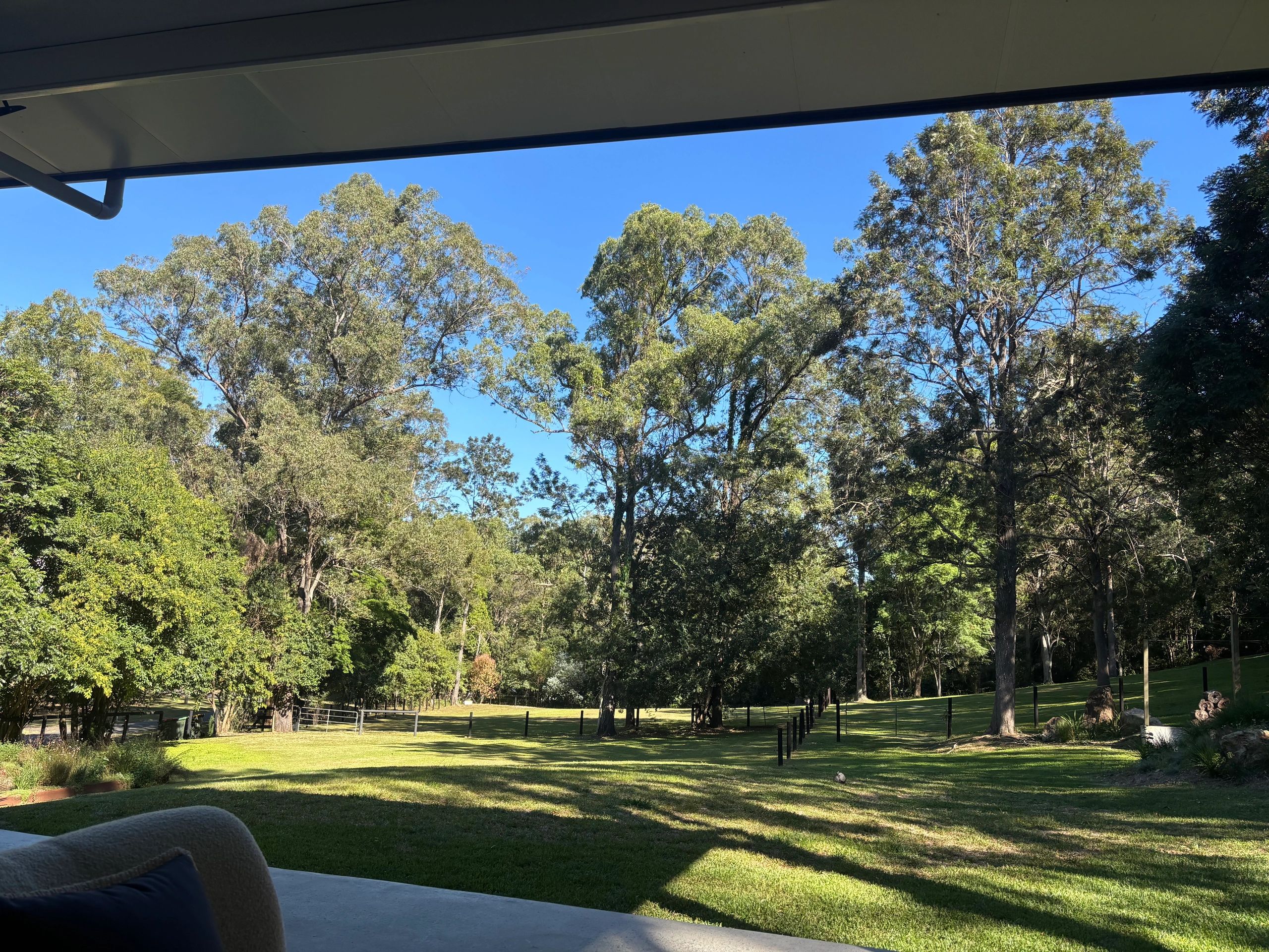 Sunny backyard view with trees and a clear sky.