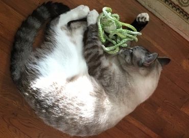 Thing cat toy