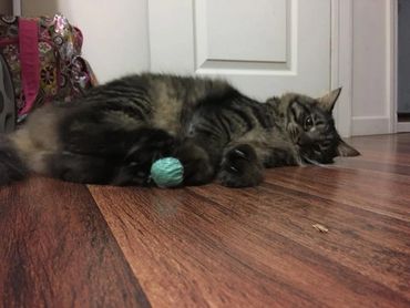 Murphy's Balls cat toys are a hit with cats. Ball cat toy with catnip. Jingle ball cat toy.