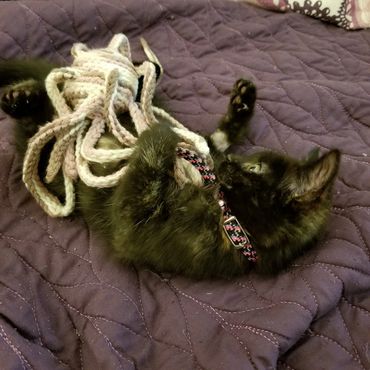 Baby Fiona with a Thing cat toy. Catnip