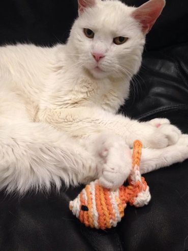 Mog with a Kitty's Koi cat toy