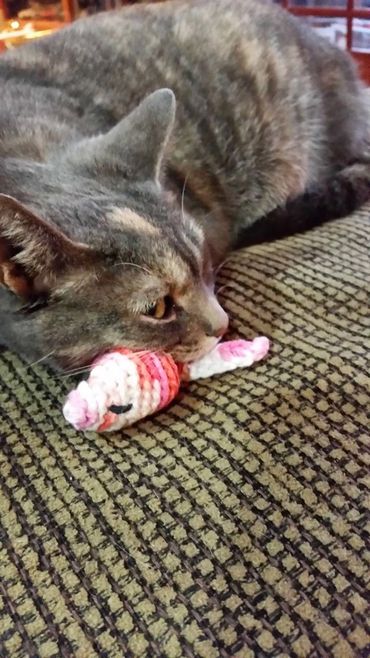 Pebbles with a Kitty's Koi cat toy. Fish catnip cat toy.