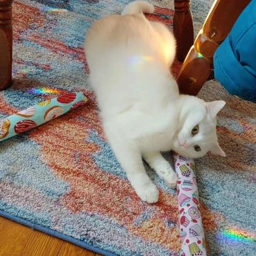 Trixie with a kickstick cat toy. Kick Stick