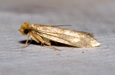 Clothes moth in a bedroom of Geelong home