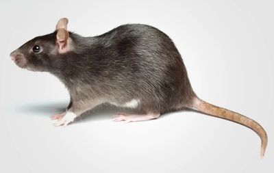 Roof Rat (Rattus rattus) in a Geelong home