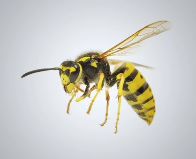 wasp flying in Geelong