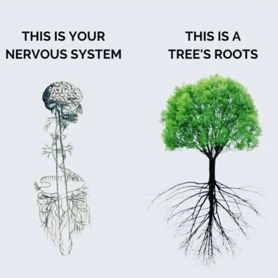 Comparison of human nervous system and tree roots showing similar branching patterns.