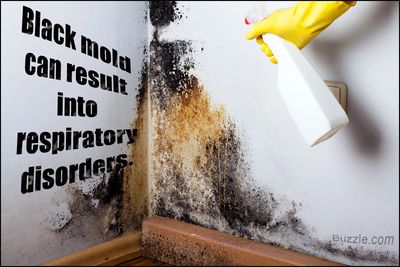 Mold is a Killer!