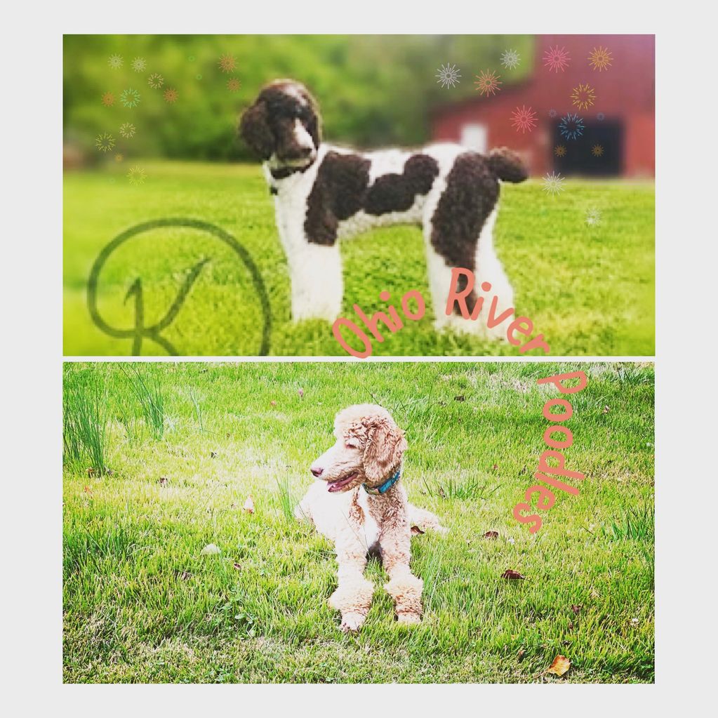 Parents of the latest litter.