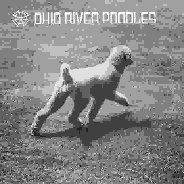 Breeding quality, working standard poodles.