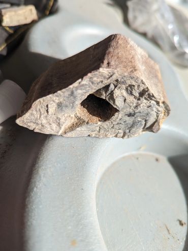 Tyrannosaurus Rex lower leg bone section