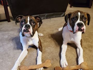Lego and Violet always pose pretty for the Jumbo peanut butter and honey dog treat!!!