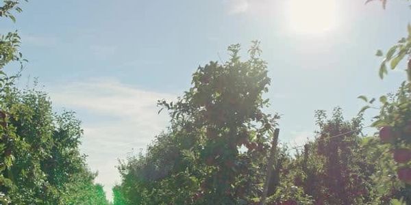 A picture of trees with a sunny sky near the top of the screen.