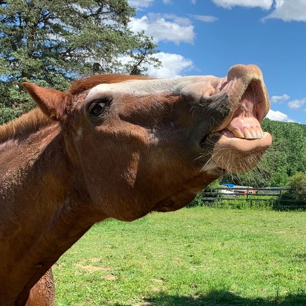 Horse making a funny face outdoors.