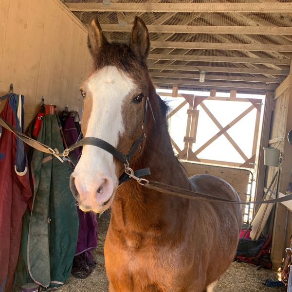 A horse with a white face marking inside a stable.