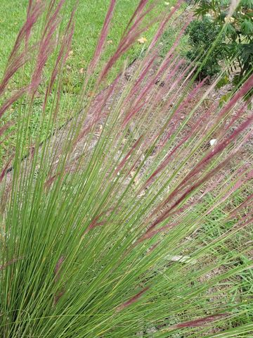 Muhly grass in bloom.