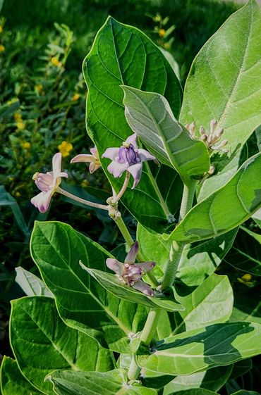 Non-native Giant African Milkweed