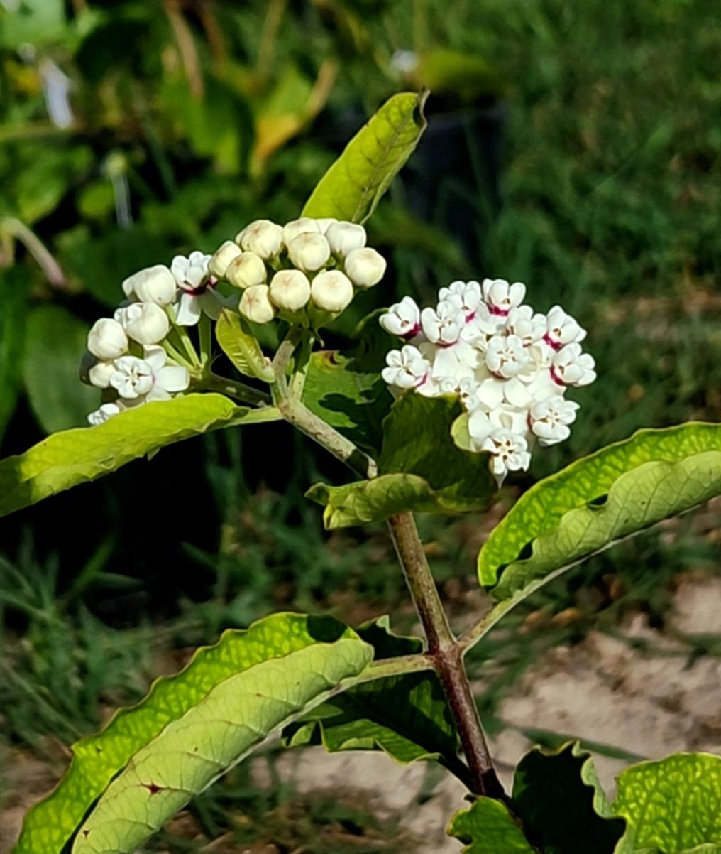 Red Ring Milkweed, Asclepias variegata