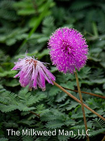 Sunshine Mimosa grows under 1/2 ft. tall but this ground cover readily spreads. It can handle foot t