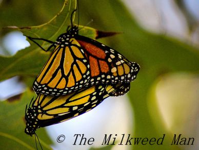 Mating pair of Monarchs, Danus