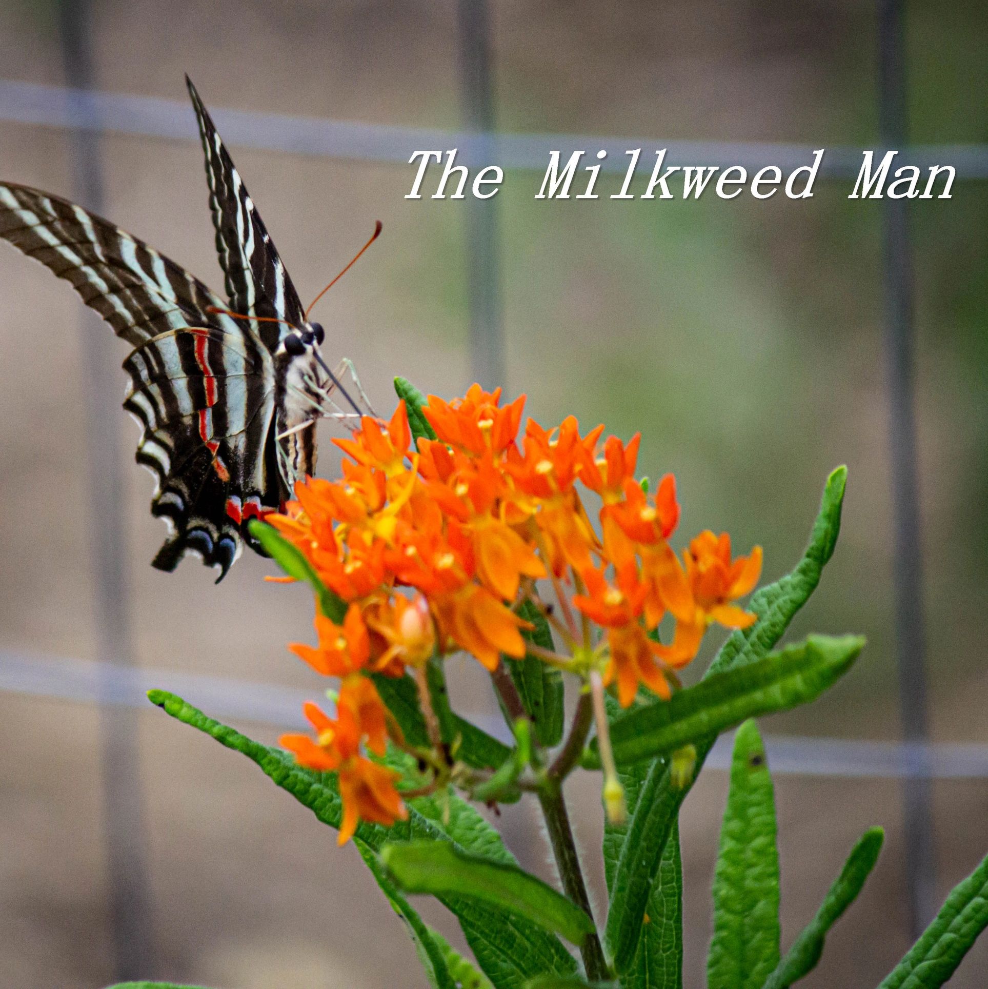 Zebra Swallowtail, Eurytides marcellus on Orange Butterfly Milkweed, Asclepias tuberosa