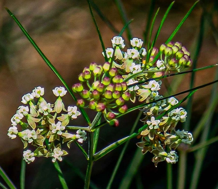 Asclepias verticillata, Whorled Milkweed. Height  1-2.5 ft. by 1-2 ft. Blooms late Spring thru Fall.