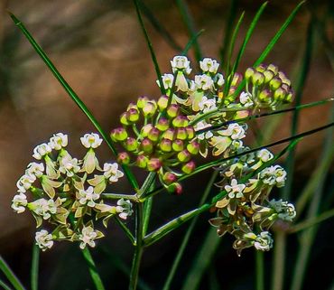 Asclepias verticillata, Whorled Milkweed. Height 1-2.5 ft. by 1-2 ft. Blooms late Spring thru Fall.