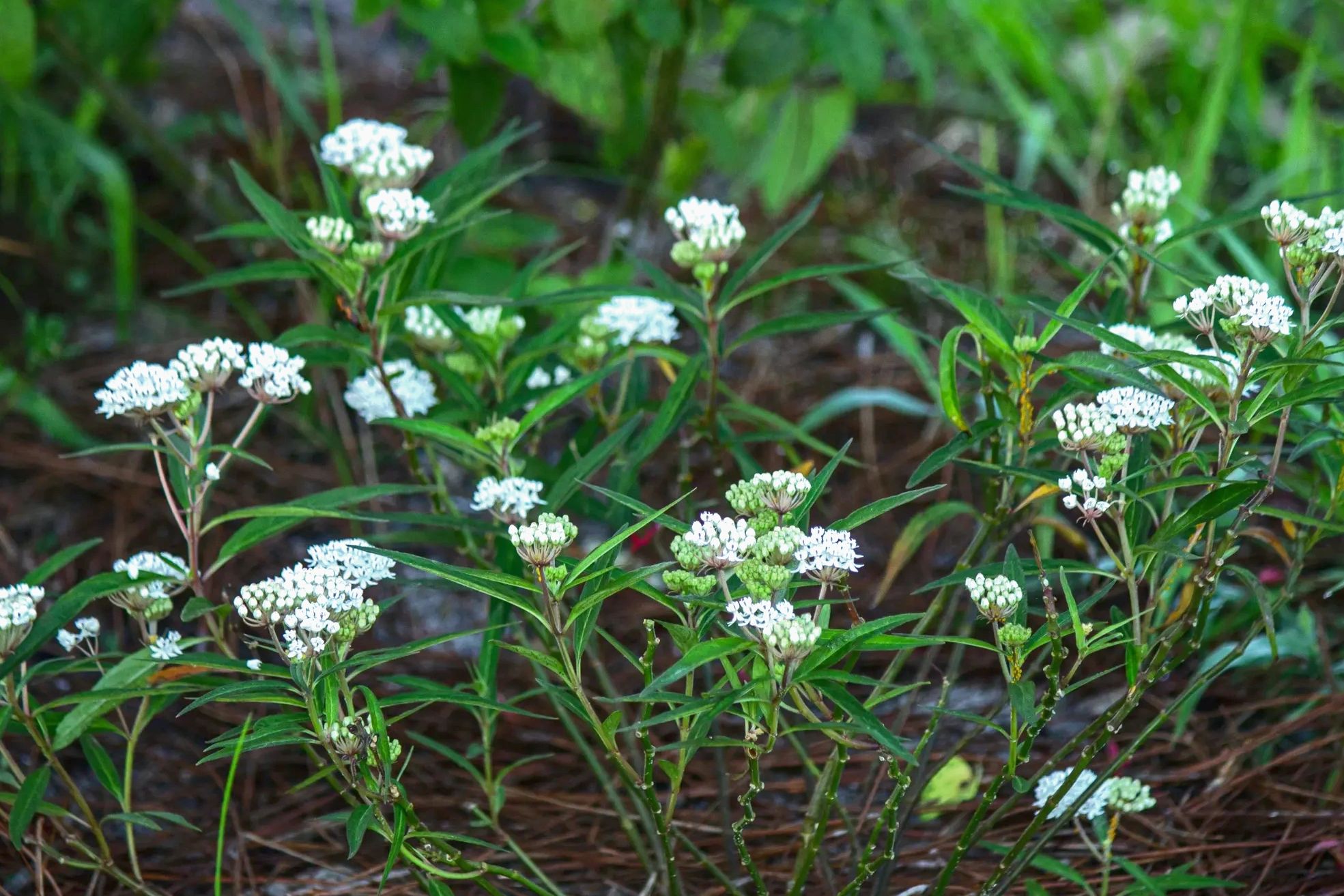 Snowy White Milkweed, Asclepias perennis. A perennial milkweed. 1-3 tall by 1-2 wide Tolerates shade
