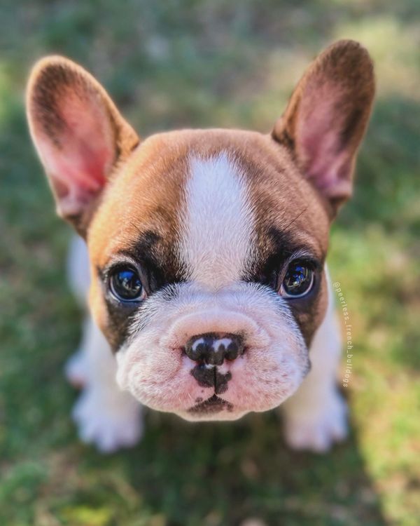 Close-up of an adorable French Bulldog puppy with big ears and soulful eyes.