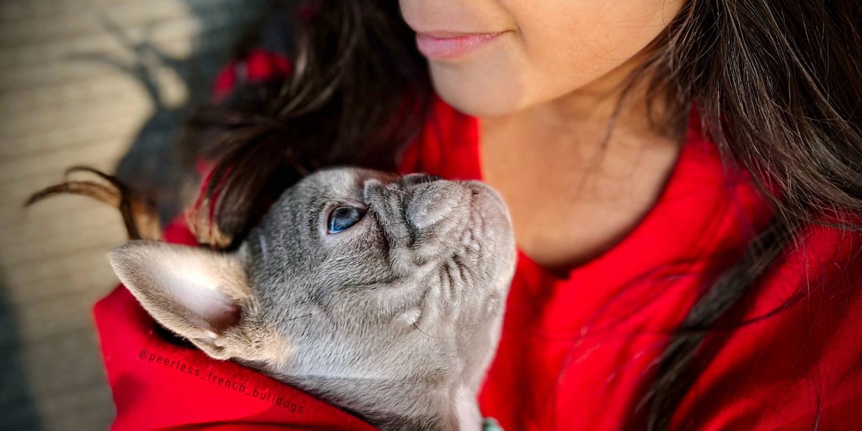 Our Peerless pups undergo thorough socialization and early training. Find out more!