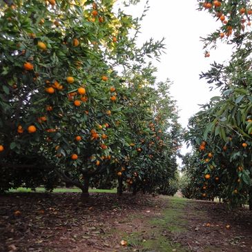 Mt. Ida Mandarin Ranch Orchard located at 845 Mt. Ida Road, Oroville, California