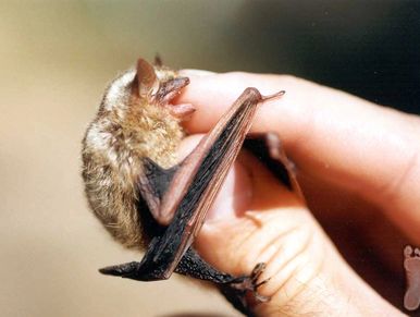 Close-up of a small bat resting on a person's hand.