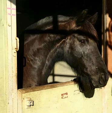 black horse