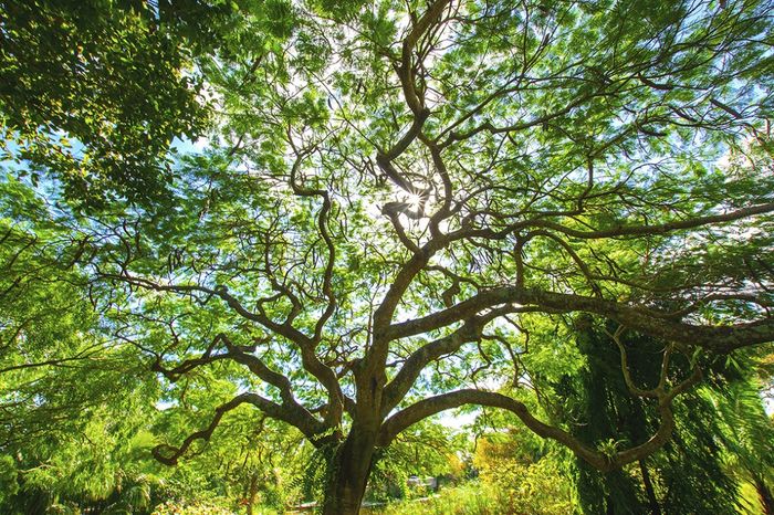 Tree of Life, shot by Dr. Carri Lager
at Mounts Botanical Garden

Honorable Mention Landscapes 2019