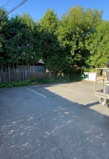 Row of Cedar Tree Before Removal